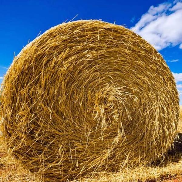 Rice Straw