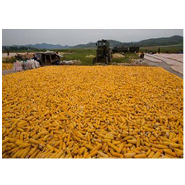 Yellow Maize