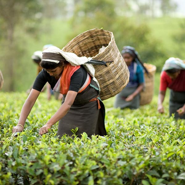 Tea