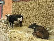 Cow Dung And Chicken Litter As Organic Manure