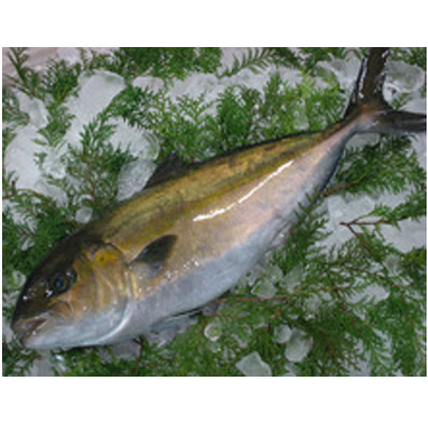 Amberjack Tuna