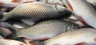 Fresh Fish and dry fish
