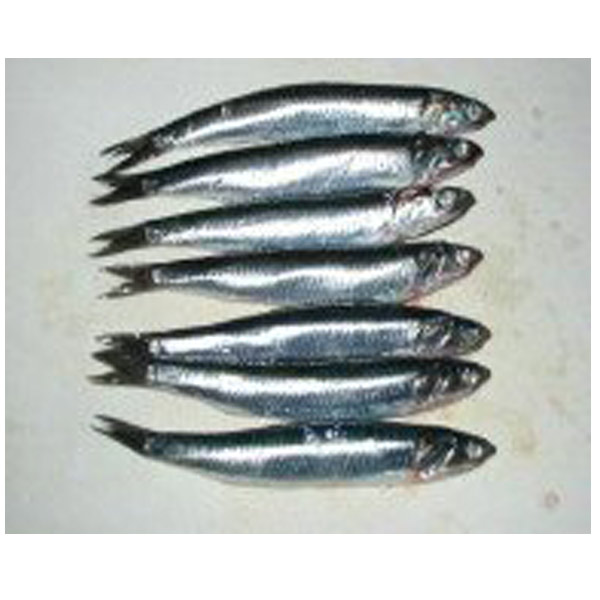 Japanese Anchovy