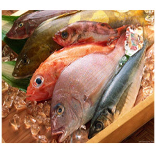Red Seabream