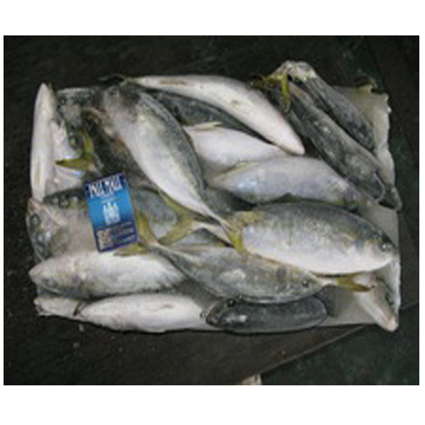 Yellow-tail