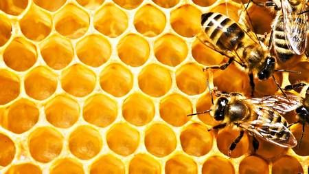 Honey