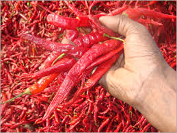 DRIED RED CHILLI 