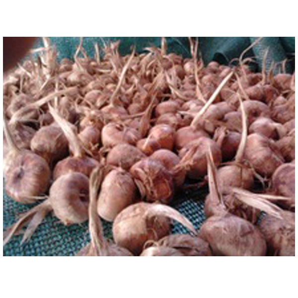 SAFFRON BULBS