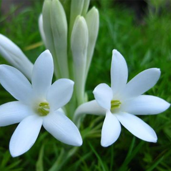 Tuberose Flowers 