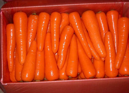 2016 new fresh chinese red carrot 