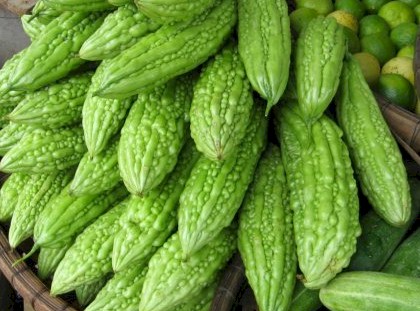 Fresh Bitter Gourd from Bangladesh