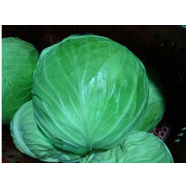 Fresh Cabbage