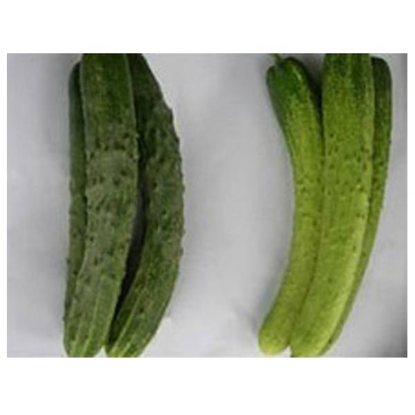 Fresh Cucumber