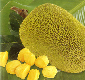 Fresh Jack Fruit from Bangladesh