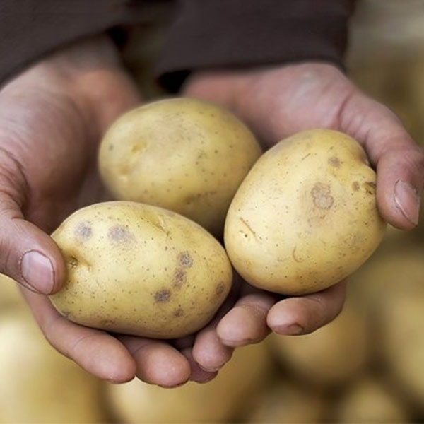 Fresh Potato (Granola)