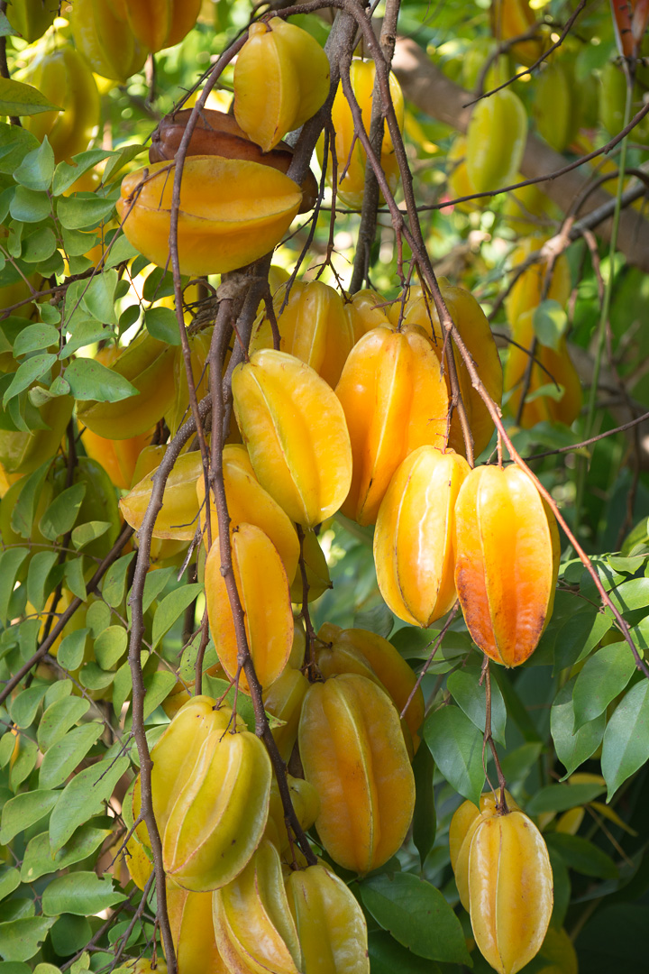 Star fruit from Bangladesh