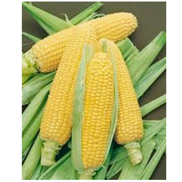 Yellow Corn