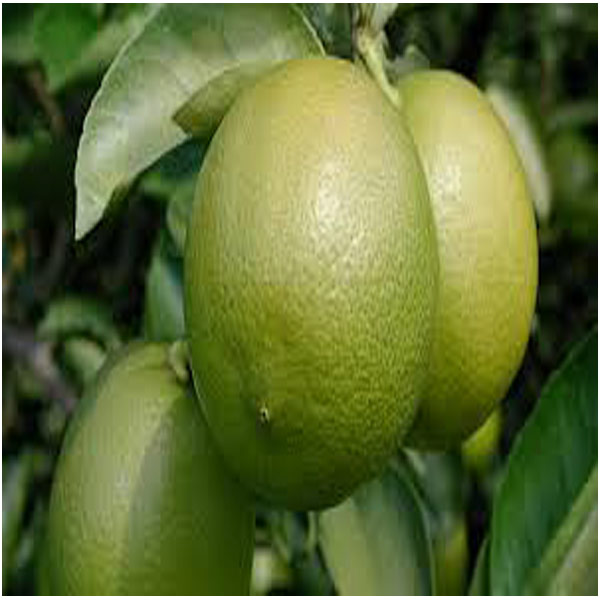 Fresh Lemon