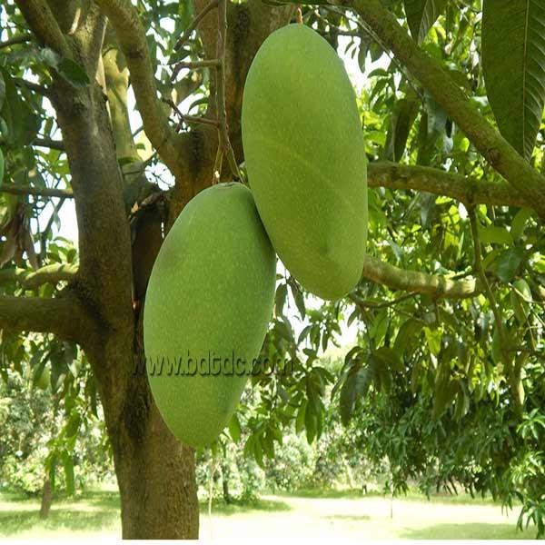 Fresh Mango