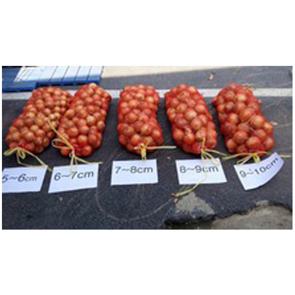  Fresh Onion
