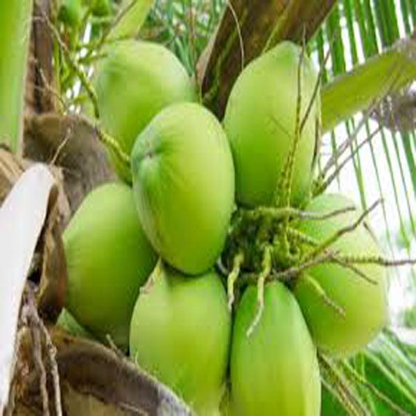 Green Coconut