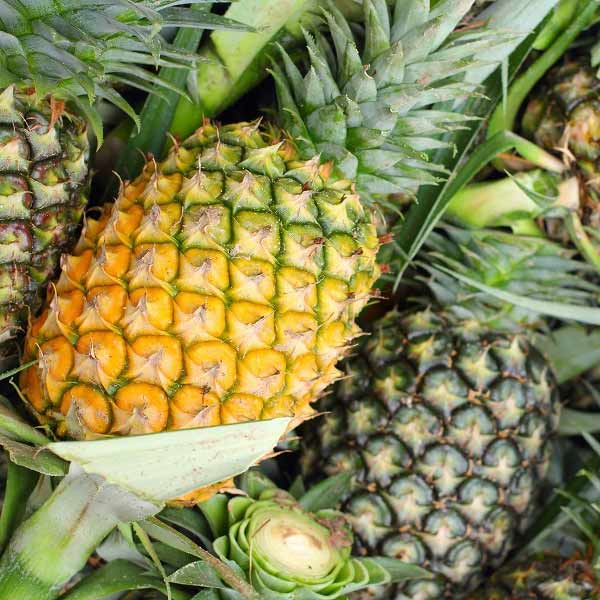 Pineapple