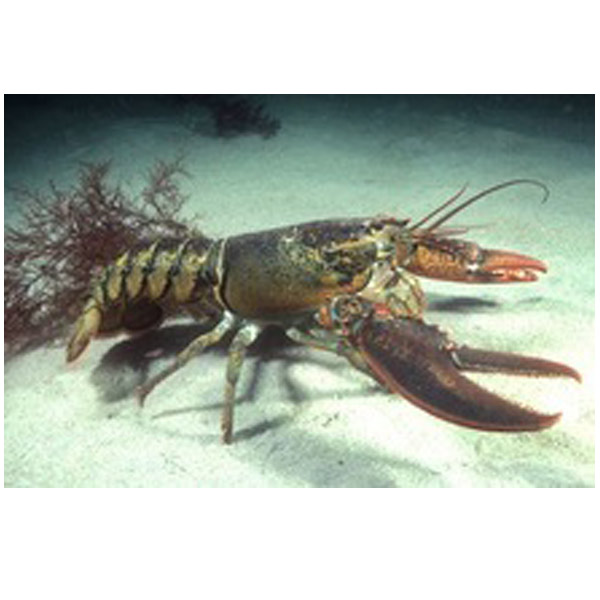 Lobster
