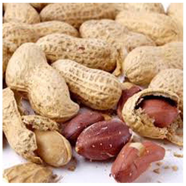 Peanut Kernel 