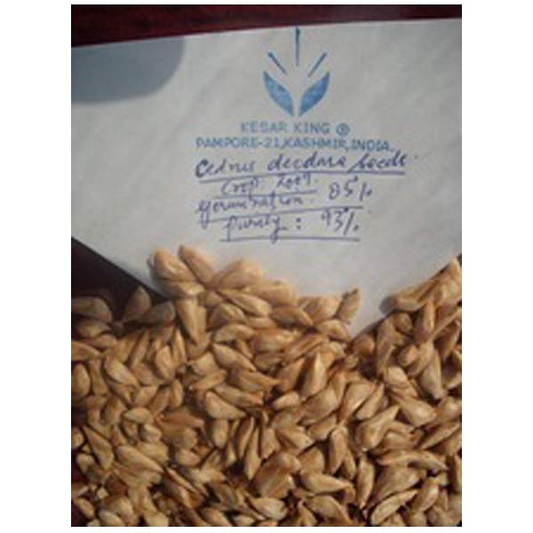 CEDRUS DEODARA SEEDS
