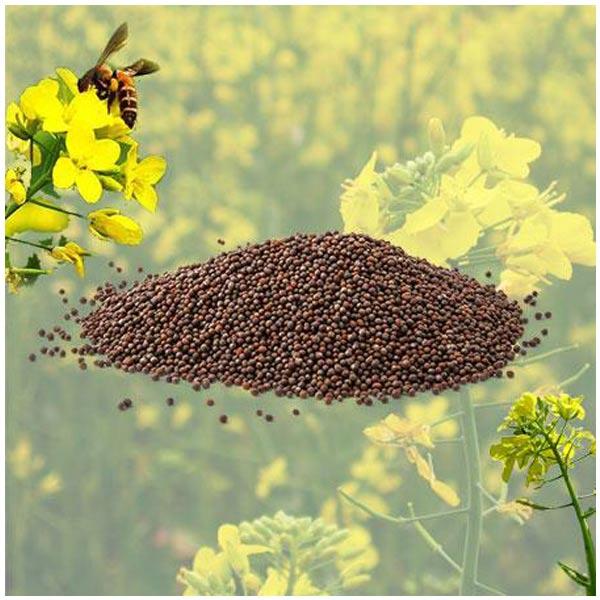 Mustard Seed