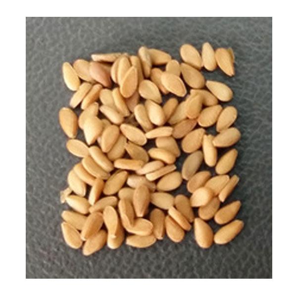 Yellow Sesame Seeds