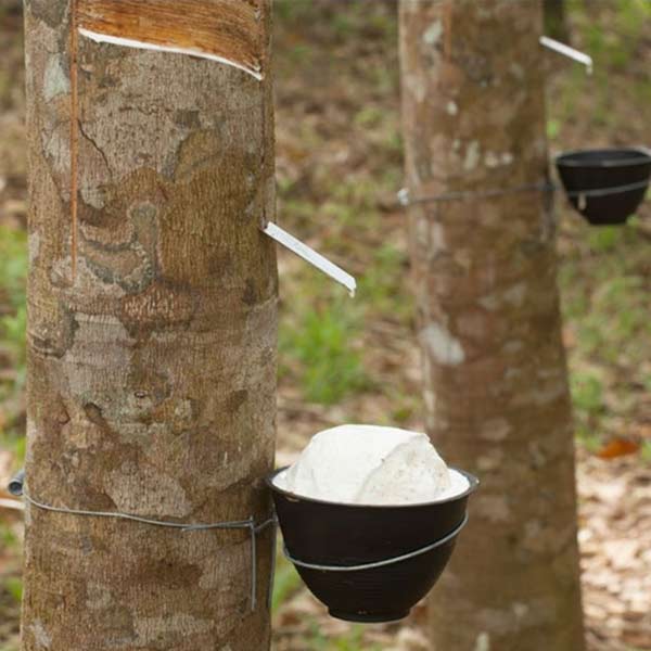 Crude Rubber