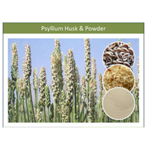 Psyllium Husk Powder