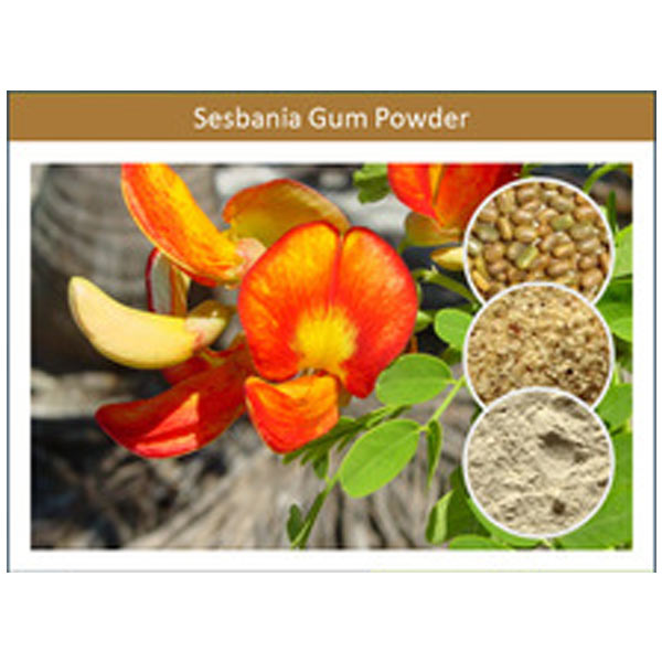 Sesbania Gum Powder