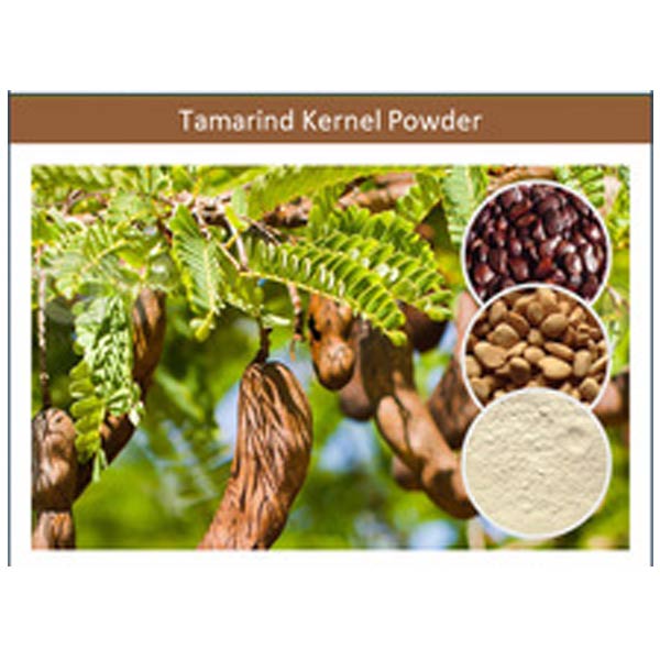 Tamarind Kernel Powder