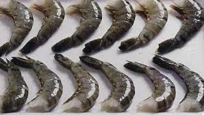 Black Tiger Shrimp