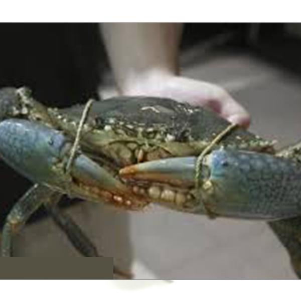 Crab 