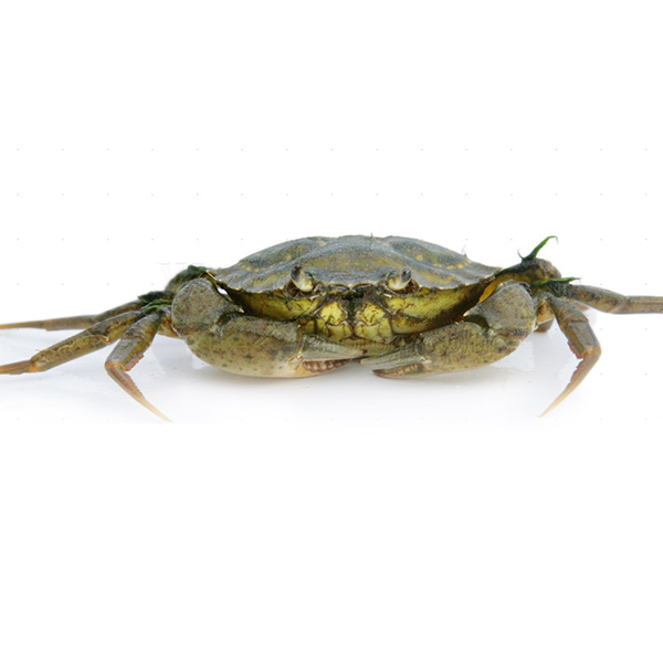 Crab