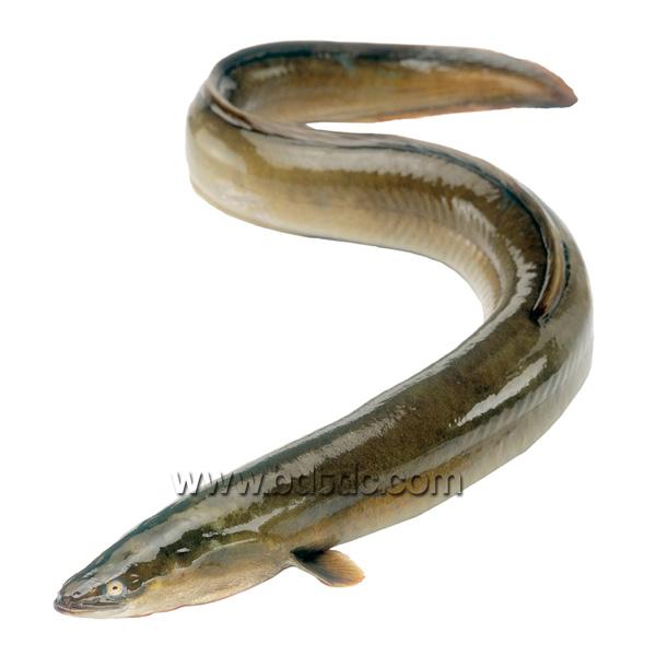 Eel Fish
