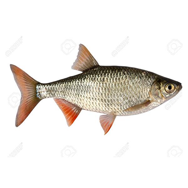 Fresh Water Fishes 