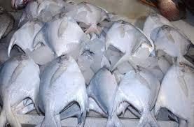 Frozen Pomfret 