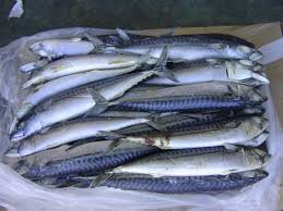 Frozen Sardine