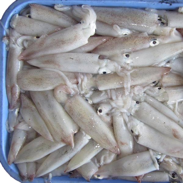 Frozen Squid 