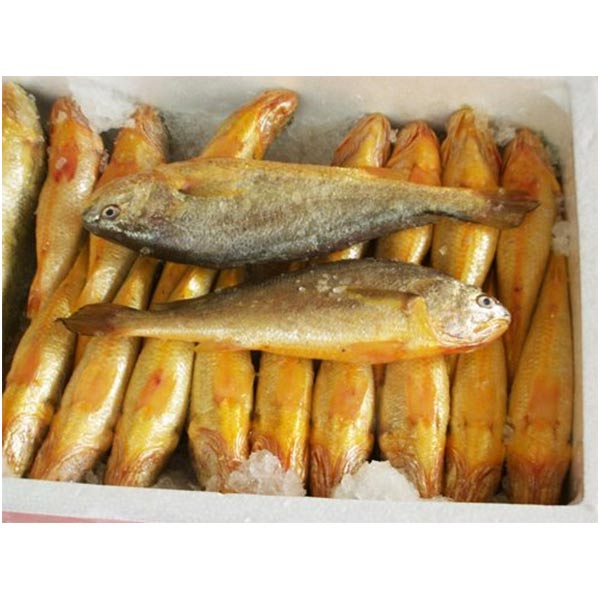 Frozen Yellow Crocker Fish