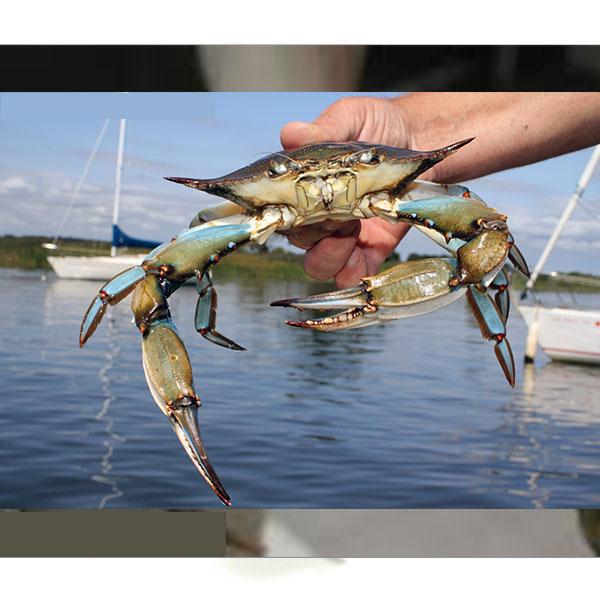 Green Crab 