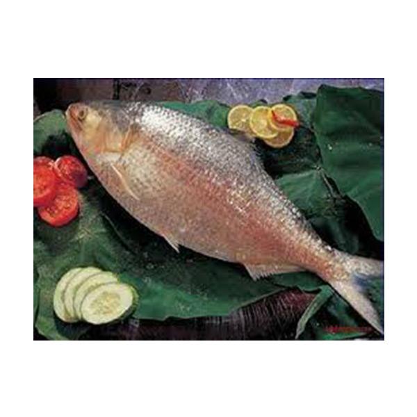 Hilsa Fish