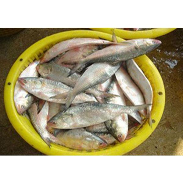 Hilsa