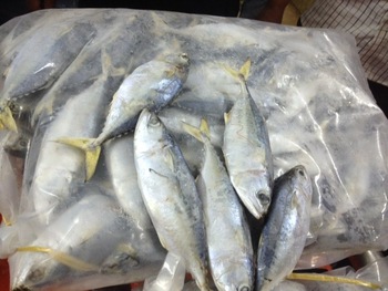 Indian Mackerel