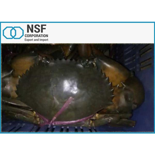 LIVE MUD CRAB 