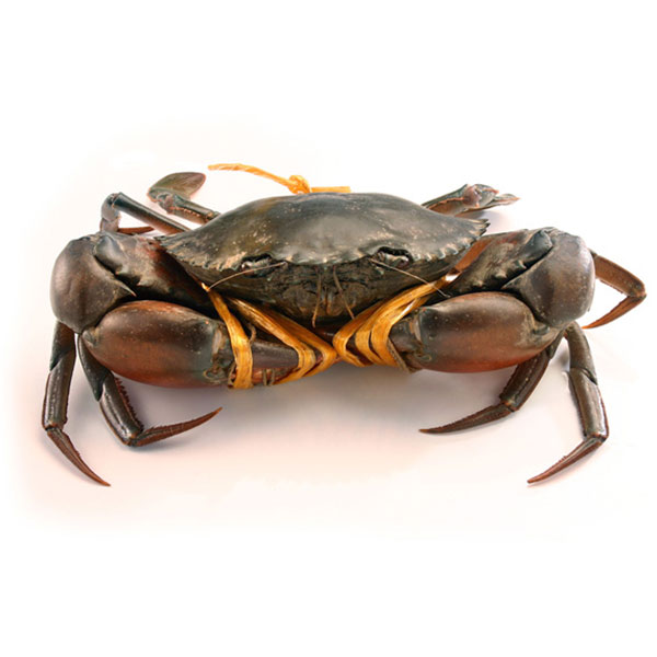 Live Mud Crab 